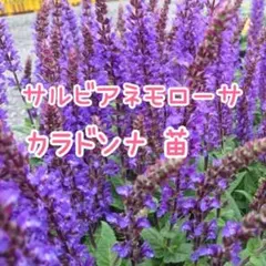 EarlGrey様 リクエスト 2点 まとめ商品