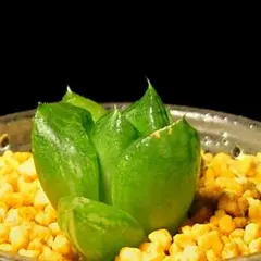 6070 達摩宝草錦 多肉植物 ハオルチア アロエ
