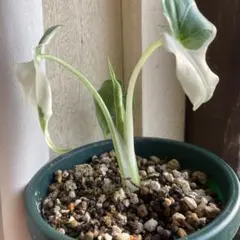 ティティ様 リクエスト 2点 まとめ商品