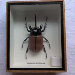 3 HORN RHINOCEROS BEETLE 標本 - メルカリ