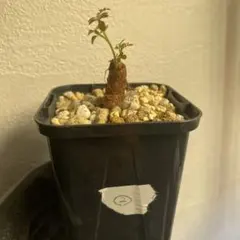 オペルクリカリア　デカリー　細川政己 オペルクリカリア デカリー 細川政己