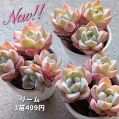 レオっち様 リクエスト 3点 まとめ商品