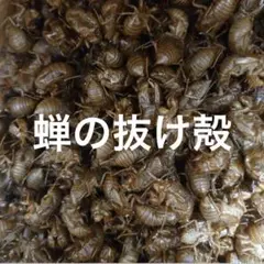 2026年最新】昆虫標本の人気アイテム - メルカリ