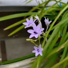 sale 2026 花 種 ヒメヒオウギの種 希少なブルー 30粒のサムネイル