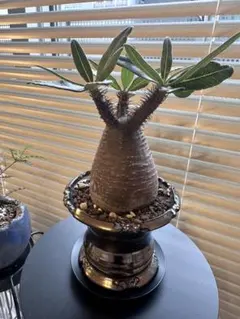 2025年最新】GILA 鉢の人気アイテム - メルカリ