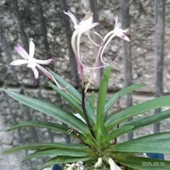 富貴蘭　朱天王(赤花)のサムネイル
