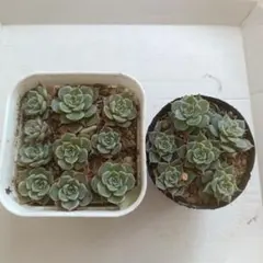 しほ様 リクエスト 2点 まとめ商品