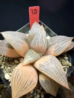 37c 多肉植物 ハオルチア 裏実生苗 自家繁殖 鉢植え発送 - メルカリ