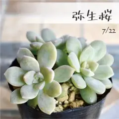 多肉植物【弥生桜】ぼのぼのさん ポットごと or 抜き苗 6㎝ポットのサムネイル
