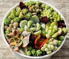 エケベリア 寄せ植え 多肉植物　カット苗