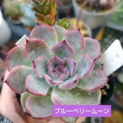 ミックスベリア 026ブルーベリームーン 抜き苗 - メルカリ