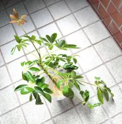 홍콩 카폭 묘목