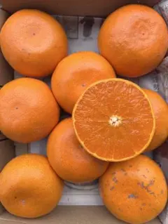 □【味に自信あり】□3k箱□愛媛の不知火□家庭用□除草剤使用無 万田