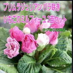 ♡プリムラ　バラ咲きジュリアン　いちごのミルフィーユ　正規品　やや訳あり　２苗♡