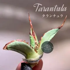 2026年最新】イラン株 アガベの人気アイテム - メルカリ