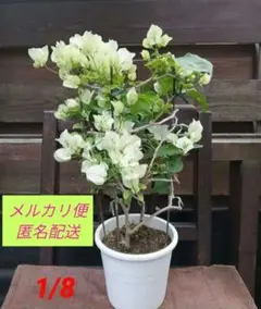 ブーゲンビリア大株　No870 らくらくメルカリ便発送‼️ 2026年最新】ブーゲンビリアの人気アイテム - メルカリ