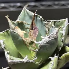 2026年最新】チタノタ sadの人気アイテム - メルカリ