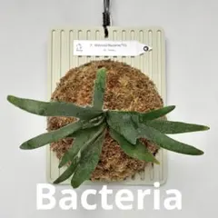 P. Willinckii Bacteria (TC)【38】のサムネイル
