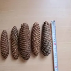 Item thumbnail for item 37f88f5a-8b0c-49d0-ab68-702e9dc4f878