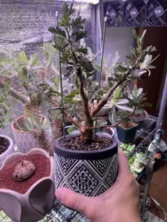 センナメリディオナリス　実生3年目　塊根植物 観葉植物　鉢付のサムネイル