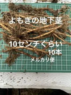 愛媛県産、よもぎの地下茎10センチくらいを10本です、農薬不使用、蓬の根っこ