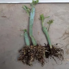 七宝樹　３本　多肉植物　寄せ植え NO.1のサムネイル