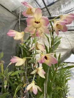 デンドロビウム　Den 札落ち　モスカタム赤花、黄花orアタバス　7のサムネイル