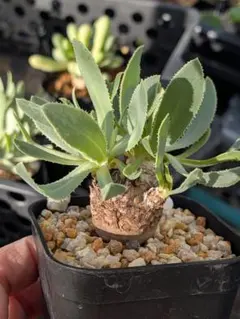 2026年最新】オトンナ レトロルサの人気アイテム - メルカリ