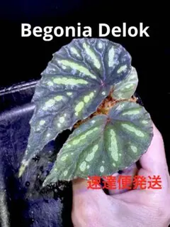Begonia rockii 原種 ベゴニア ロッキー 極青株 青ベゴニア - メルカリ