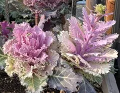 ミニ葉牡丹の花の種100粒①自家採種 寄せ植え ガーデニング 地植え プランターのサムネイル
