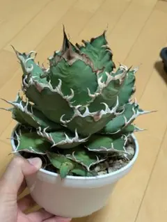アガベ \
