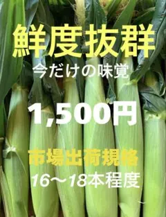 6/5発送　愛知産　ヤングコーン、ベビーコーン　コンパクト便のサムネイル