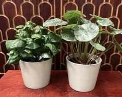 ★北欧フェイクグリーン&陶器ポット付き2個セットIKEA陶器ポットグリーンカラーのサムネイル