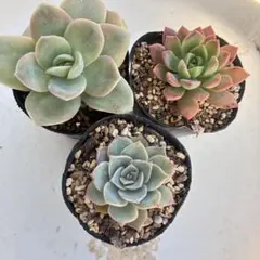 多肉植物　エケベリア　抜き苗セット