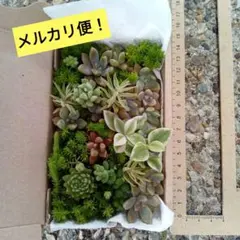 9 多肉植物 多肉弁当 詰め合わせ 寄せ植え セット カット苗 花団錦