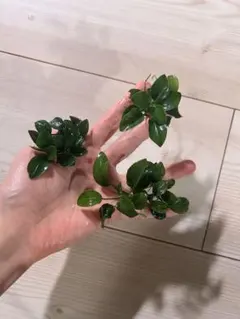 アヌビアスナナ パンダキング - メルカリ