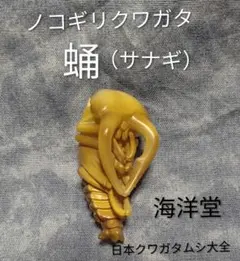ノコギリクワガタの蛹（サナギ）海洋堂 日本クワガタムシ大全