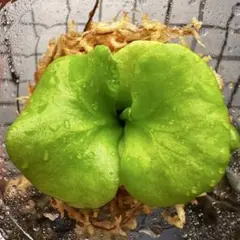 ④【年末大売り出し開催中】大人気 希少品種 リドレイ パカラン［育成ガイド付］