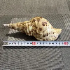 法螺貝 30cm 788g - メルカリ