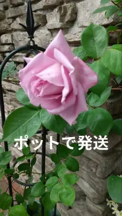 四季咲き　ラベンダー色の薔薇　挿し木ポット苗　2本立ちのサムネイル