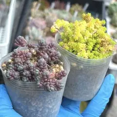 【速達】大地の恵 サキ・マリア様 3点（セダム2種、雫玉1カット、韓国苗3種）