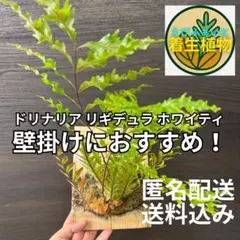 ドリナリア リギデュラ ホワイティ 株分け - メルカリ