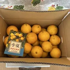 高知県産 土佐小夏 温室栽培Lサイズ家庭用5キロ④のサムネイル
