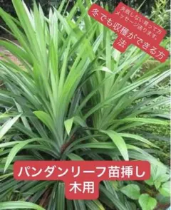 2026年最新】ベトナムパンダンリーフの人気アイテム - メルカリ