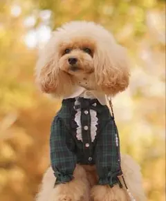 犬服 グリーンとネイビーのチェック柄