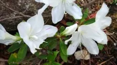 ひろぼ様 リクエスト 2点 まとめ商品