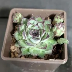 2026年最新】センペルビウムの人気アイテム - メルカリ