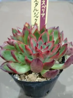 2025年最新】ミックスベリア 円の人気アイテム - メルカリ