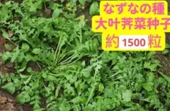 トト様 リクエスト 2点 まとめ商品