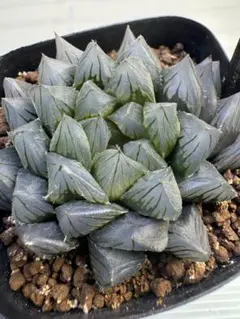 紫王オブツーサ錦 親株 超美株 ハオルチア 観葉植物 3 - メルカリ